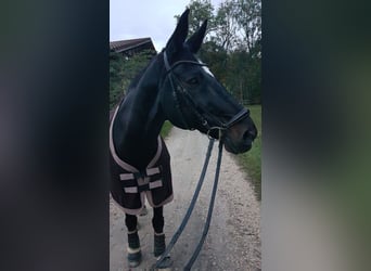 Württemberger, Wallach, 21 Jahre, 175 cm