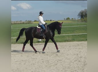 Württemberger, Wallach, 23 Jahre, 175 cm, Rappe