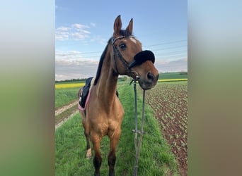 Württemberger, Wallach, 25 Jahre, 170 cm, Brauner