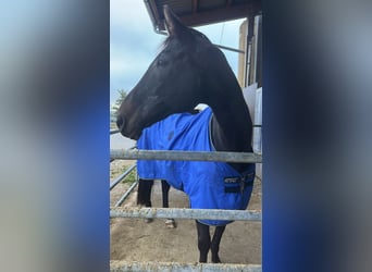 Württemberger, Wallach, 25 Jahre