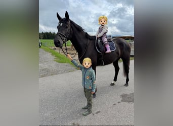 Württemberger, Wallach, 4 Jahre, 169 cm, Rappe