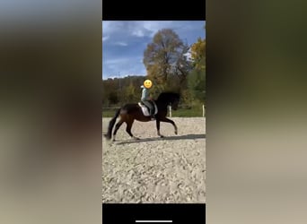 Württemberger, Wallach, 4 Jahre, 173 cm, Dunkelbrauner