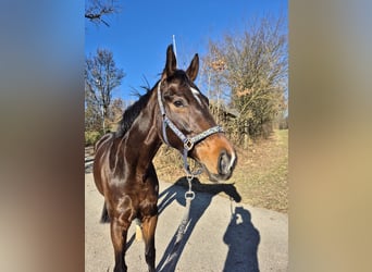 Württemberger, Wallach, 5 Jahre, 166 cm, Schwarzbrauner