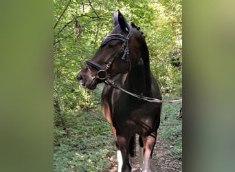 Wurttemberg-häst (Schwarzwaldhäst), Sto, 10 år, Brun