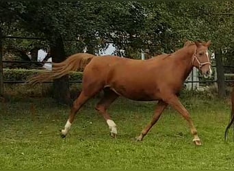 Wurttemberg-häst (Schwarzwaldhäst), Sto, 20 år, 172 cm, fux