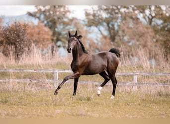 Wurttemberg-häst (Schwarzwaldhäst), Sto, 2 år, 172 cm, Rökfärgad svart