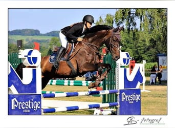 Wurttemberg-häst (Schwarzwaldhäst), Sto, 2 år, 172 cm, Rökfärgad svart