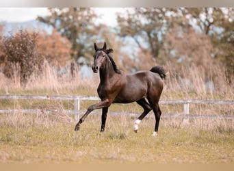 Wurttemberg-häst (Schwarzwaldhäst), Sto, 3 år, 172 cm, Rökfärgad svart