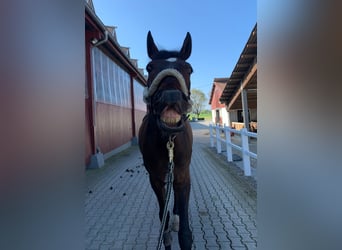 Wurttemberg-häst (Schwarzwaldhäst), Valack, 11 år, 180 cm, Mörkbrun