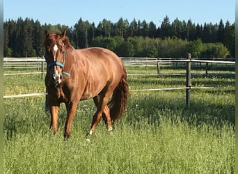 Wurttemberg-häst (Schwarzwaldhäst), Valack, 13 år, 172 cm, fux