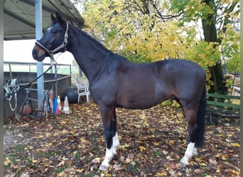 Wurttemberg-häst (Schwarzwaldhäst), Valack, 18 år, 172 cm, Rökfärgad svart