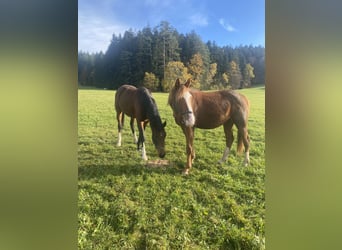 Wurttemberg-häst (Schwarzwaldhäst), Valack, 3 år, 162 cm, fux