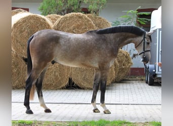 Wurttemberg-häst (Schwarzwaldhäst), Valack, 5 år, 175 cm