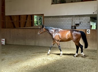 Wurttemberg-häst (Schwarzwaldhäst), Valack, 6 år, 179 cm, Brun