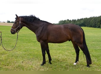 Wurttemberg-häst (Schwarzwaldhäst), Valack, 6 år, 180 cm, Mörkbrun