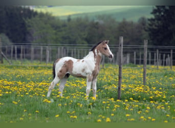 Paint Horse, Hengst, 19 Jaar, 152 cm, Gevlekt-paard