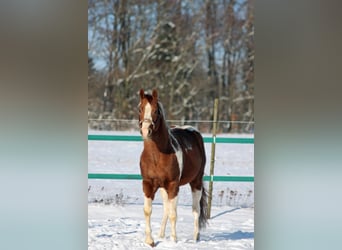 Paint Horse, Hengst, 19 Jaar, 152 cm, Gevlekt-paard