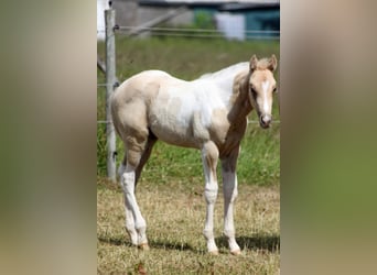 Paint Horse, Ogier, 19 lat, 152 cm, Srokata