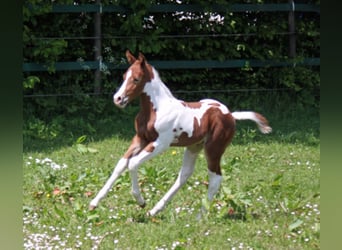 Paint Horse, Semental, 19 años, 152 cm, Pío