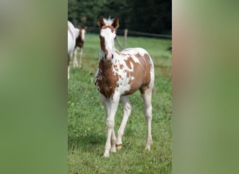 Paint Horse, Stallion, 19 years, 14.3 hh, Pinto