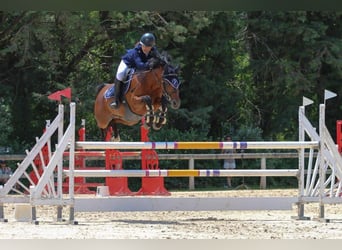 Zangersheide, Caballo castrado, 10 años, 148 cm, Castaño