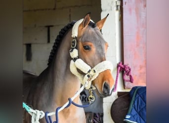 Zangersheide, Caballo castrado, 10 años, 148 cm, Castaño