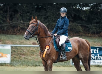 Zangersheide, Caballo castrado, 10 años, 162 cm, Alazán