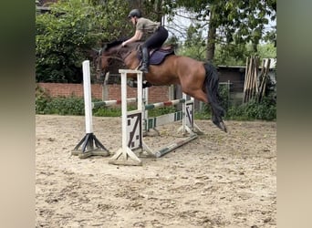 Zangersheide, Caballo castrado, 10 años, 167 cm, Castaño