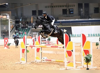 Zangersheide, Caballo castrado, 10 años, 168 cm, Negro