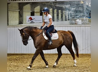 Zangersheide, Caballo castrado, 10 años, 169 cm