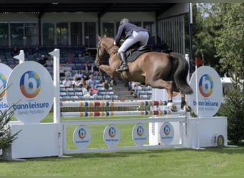 Zangersheide, Caballo castrado, 10 años, 169 cm