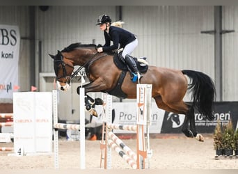 Zangersheide, Caballo castrado, 10 años, 169 cm, Castaño rojizo