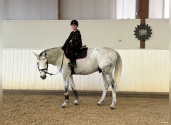 Zangersheide, Caballo castrado, 10 años, 169 cm, Tordo