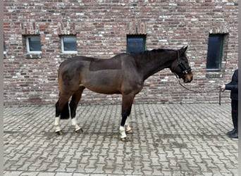 Zangersheide, Caballo castrado, 10 años, 170 cm, Castaño