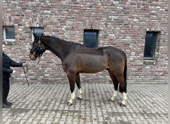 Zangersheide, Caballo castrado, 10 años, 170 cm, Castaño