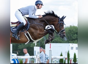 Zangersheide, Caballo castrado, 10 años, 172 cm, Castaño oscuro