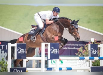 Zangersheide, Caballo castrado, 10 años, 172 cm, Castaño oscuro