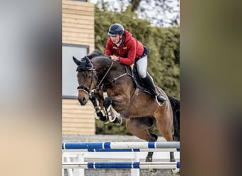 Zangersheide, Caballo castrado, 10 años, 172 cm, Castaño oscuro