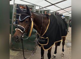 Zangersheide, Caballo castrado, 10 años, 172 cm, Castaño oscuro