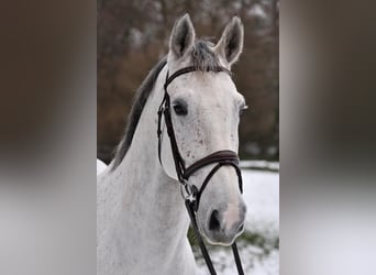 Zangersheide, Caballo castrado, 10 años, 172 cm, Tordo