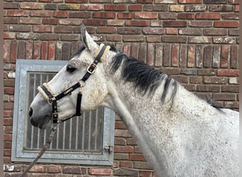 Zangersheide, Caballo castrado, 10 años, 173 cm