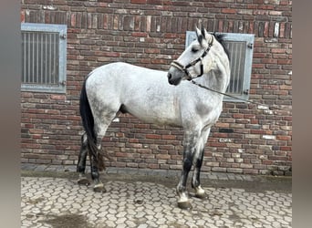 Zangersheide, Caballo castrado, 10 años, 173 cm, Tordo rodado