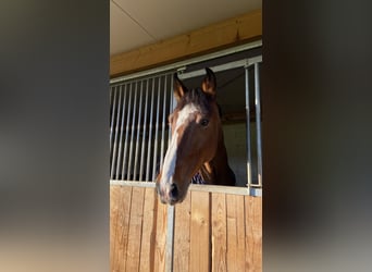 Zangersheide, Caballo castrado, 10 años, 175 cm, Castaño