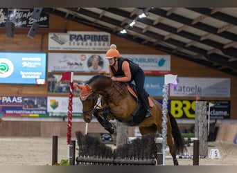 Zangersheide, Caballo castrado, 11 años, 168 cm, Castaño