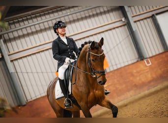 Zangersheide, Caballo castrado, 11 años, 168 cm, Castaño