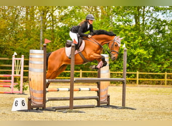 Zangersheide, Caballo castrado, 11 años, 168 cm, Castaño