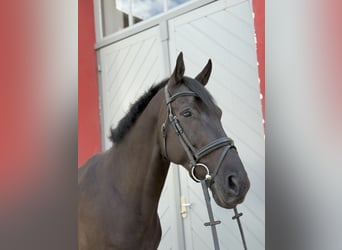 Zangersheide, Caballo castrado, 11 años, 171 cm, Negro