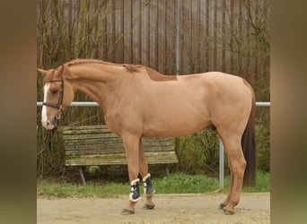 Zangersheide, Caballo castrado, 11 años, 174 cm, Alazán