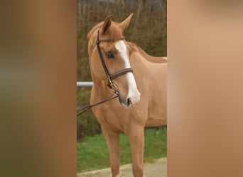 Zangersheide, Caballo castrado, 11 años, 174 cm, Alazán