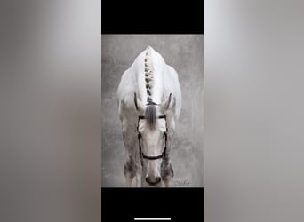 Zangersheide, Caballo castrado, 11 años, 183 cm, Tordo